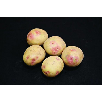 Picasso Seed Potatoes – 2kg