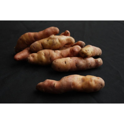 Pink Fir Apple Seed Potatoes – 2kg