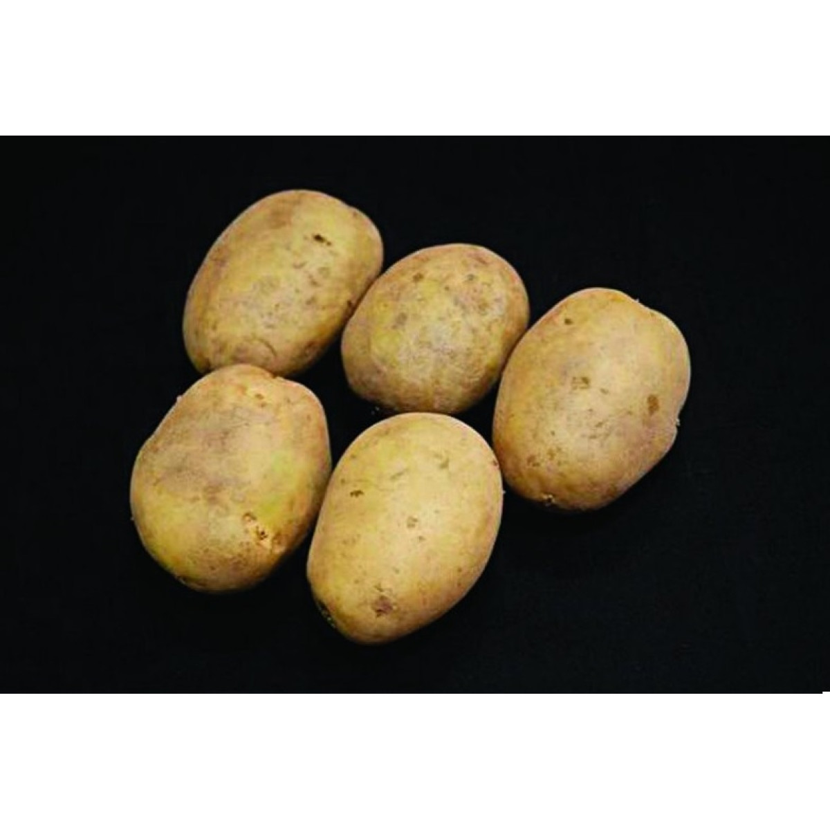 Premiere Seed Potatoes – 25kg