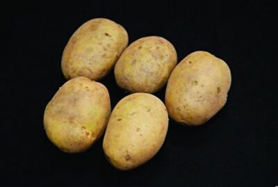Premiere Seed Potatoes – 25kg