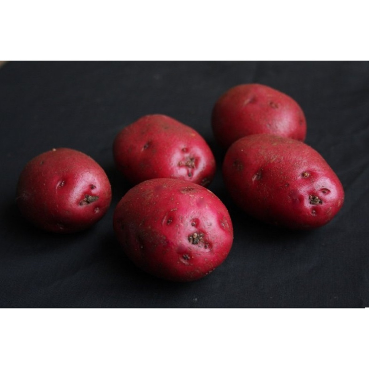 Red Duke Of York Seed Potatoes – 25kg