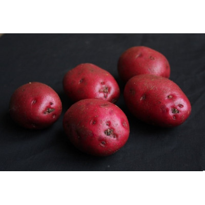 Red Duke Of York Seed Potatoes – 2kg