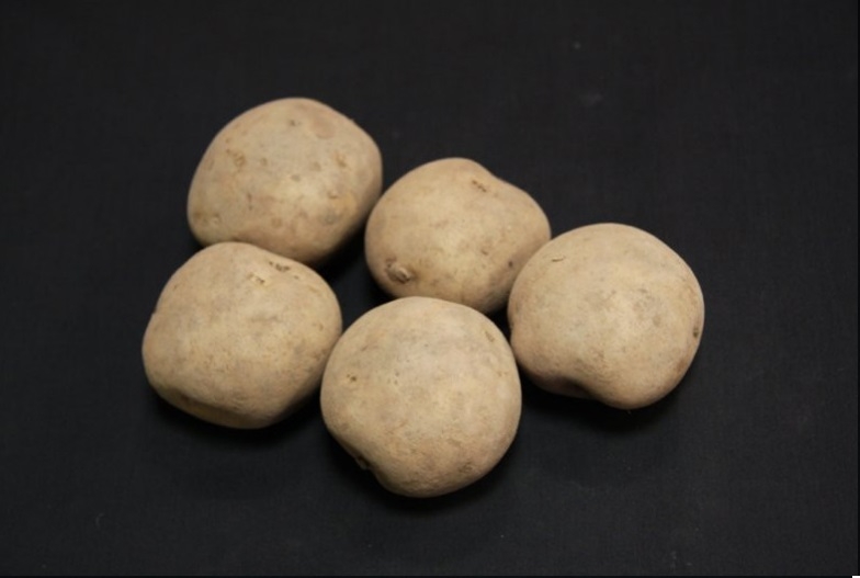 Rocket Seed Potatoes – 25kg