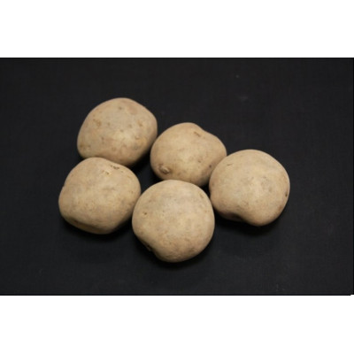 Rocket Seed Potatoes – 2kg
