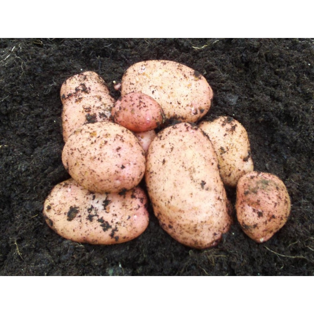 Sarpo Mira Seed Potatoes – 2kg