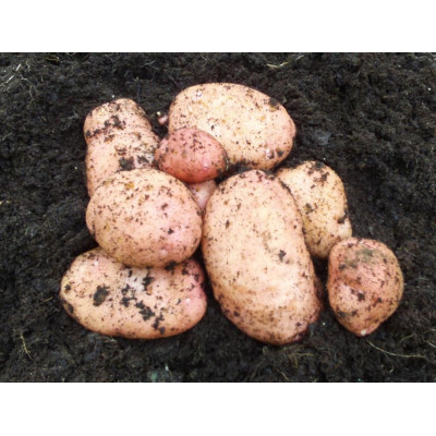 Sarpo Mira Seed Potatoes – 2kg