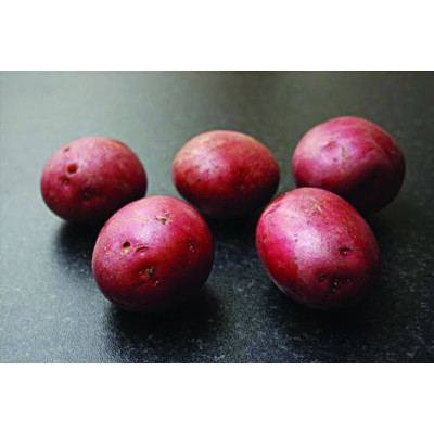Setanta Seed Potatoes – 25kg