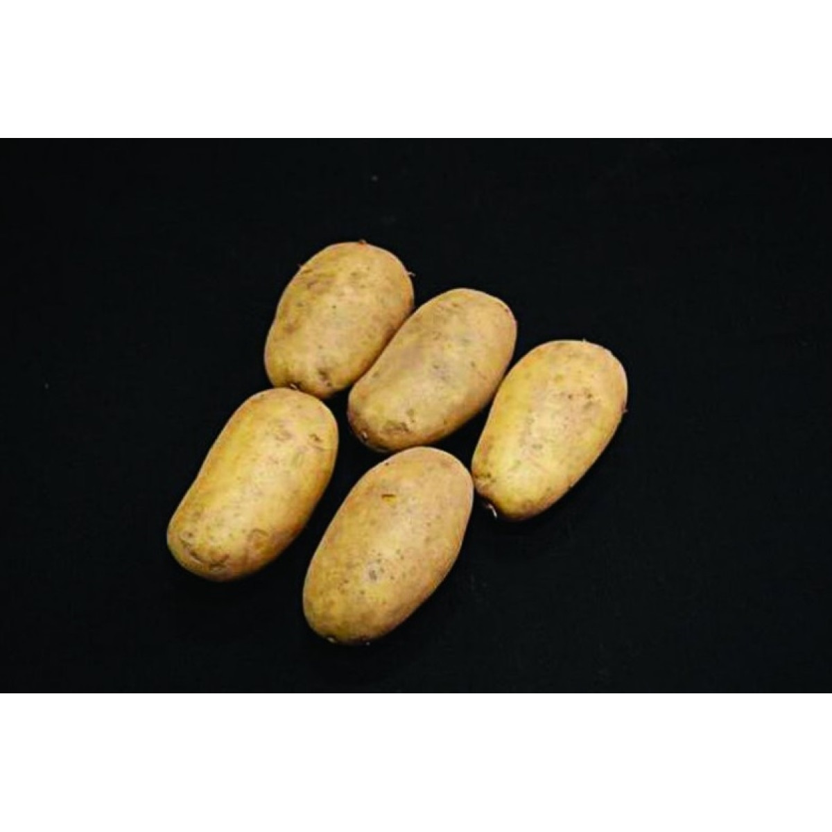 Sharpes Express Seed Potatoes – 25kg