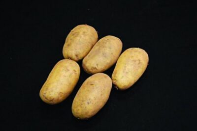 Sharpes Express Seed Potatoes – 25kg