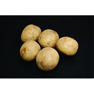 Swift Seed Potatoes – 25kg