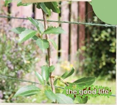 Jute Twine 100m Green