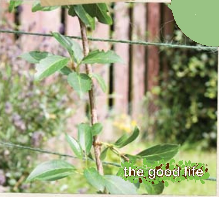 Jute Twine 100m Green