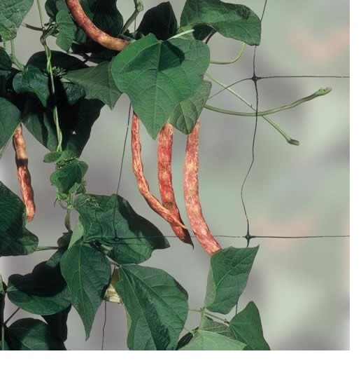 Bean & Pea Support Net (7 x 2m)