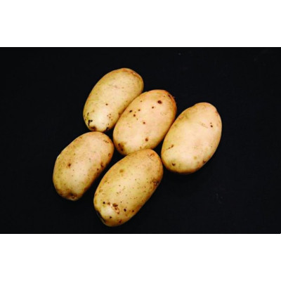Ulster Prince Seed Potatoes – 2kg