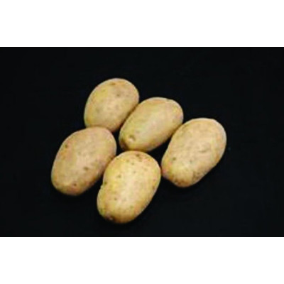 Valor Seed Potatoes – 25kg