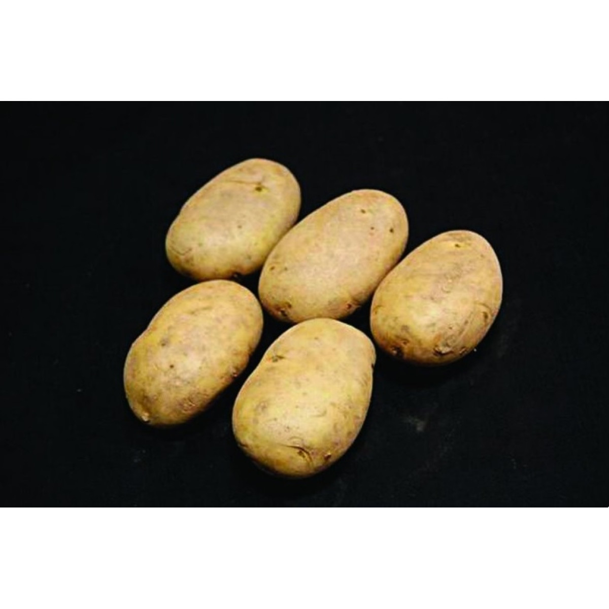 Wilja Seed Potatoes – 2kg