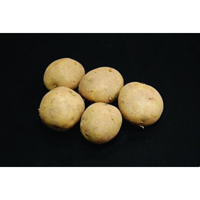 Winston Seed Potatoes – 25kg