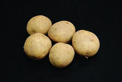 Winston Seed Potatoes – 2kg